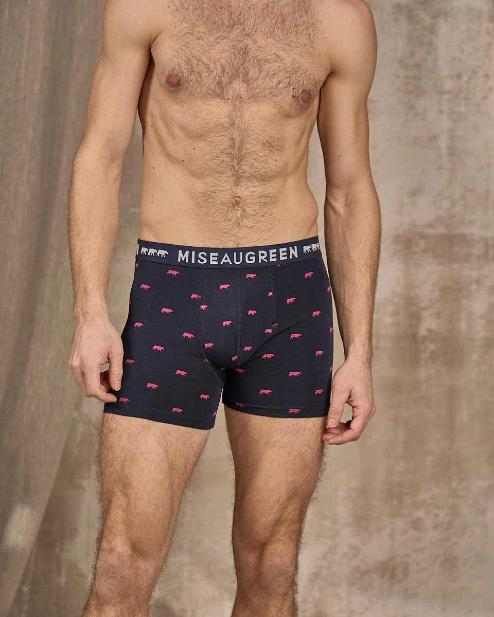 Boxer Adriel - Image 4