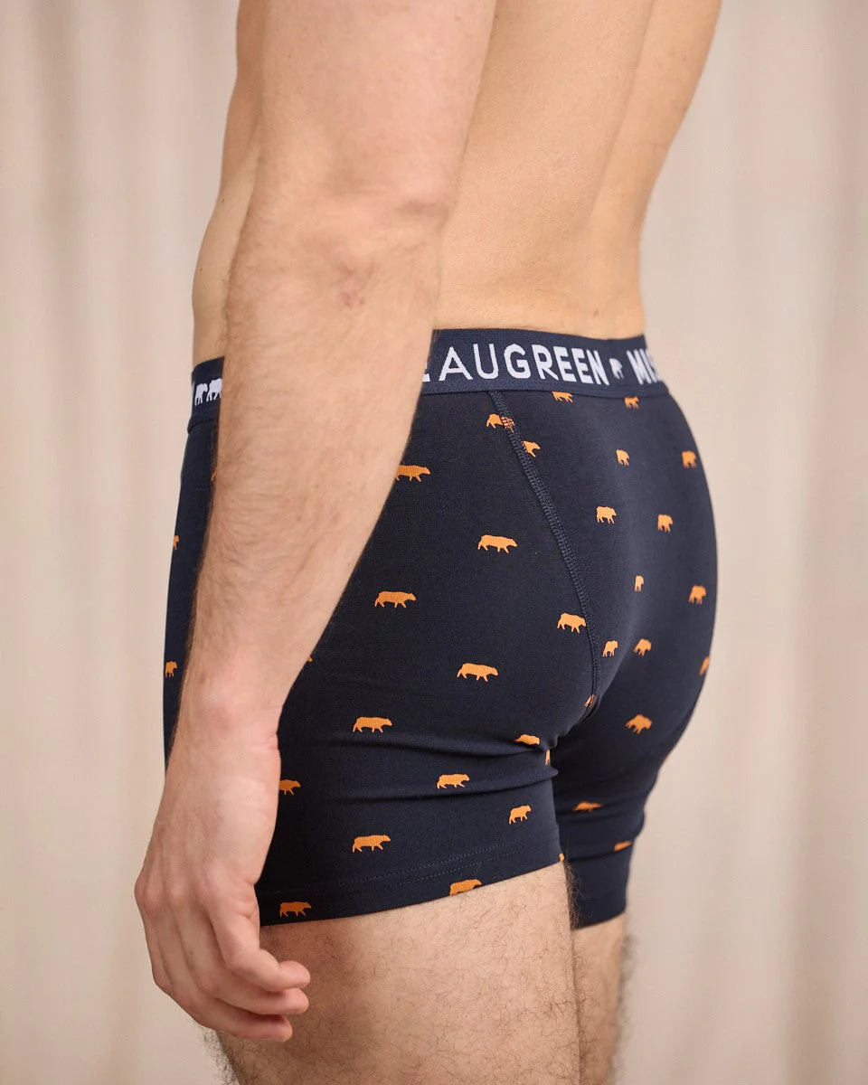 Boxer Adriel - Image 3